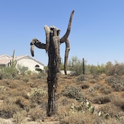 Un cactus Saguaro sec dans le désert. 